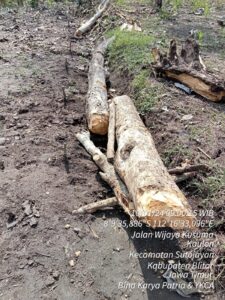 Pencurian Kayu KPH Blitar Terjadi Lagi
