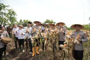 Panen Raya Jagung Hibrida, Kapolda Banten: Bentuk Nyata Upaya Bersama untuk Ketahanan Pangan
