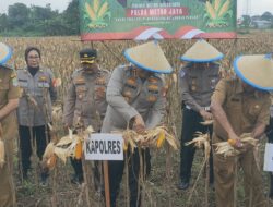 Dukung Ketahanan Pangan,Polres Metro Bekasi Kota Panen Raya Jagung Tahap 2 di Mustikajaya