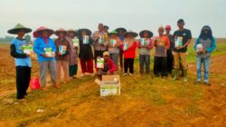 Penanaman jagung Pipil di desa Sukamahi, dukung ketahanan Pangan Nasional