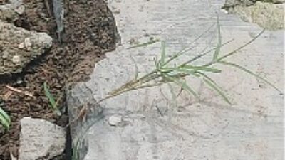 Proyek Irigasi P3-TGAI di Ngoran Disorot: Diduga Cuma Pasir, Kualitas Mutu Dipertanyakan Warga !