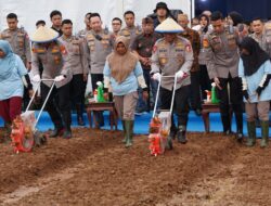 WAKAPOLRI SERUKAN POLRI HADIR SAMPAI PASCAPANEN – PROGRAM JAGUNG POLRI DI CIKARANG PUSAT BERJALAN SUKSES