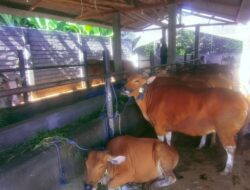 Jelang Hari Raya Idul Adha 1447 H./2026,Permintaan Hewan Kurban di UD.Amelia Milik Agus Supriyadi Meningkat Tajam
