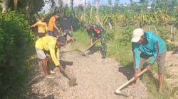 Dukung Kelancaran Aktifitas Pertanian Masyarakat,Babinsa Siliragung Perbaiki Akses Jalan Hingga Bantu Warga Panen Buah Naga.